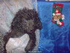 CANICHE, perros, cachorros, criadero, venta. - mejor precio | unprecio.es