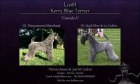 Excelente Camada de Kerry Blue Terrier - mejor precio | unprecio.es
