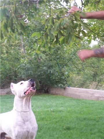 macho de dogo argentino para montas