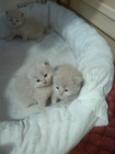 preciosos gatitos persas - mejor precio | unprecio.es