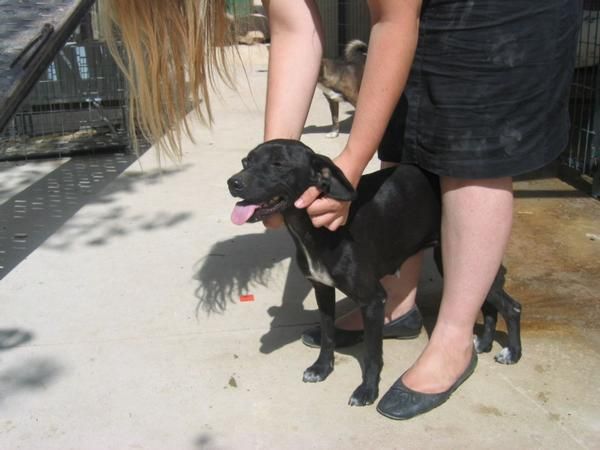 SAINA, perrita raza pequeña-mediana