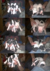 vendo cachorros de bulldog frances - mejor precio | unprecio.es