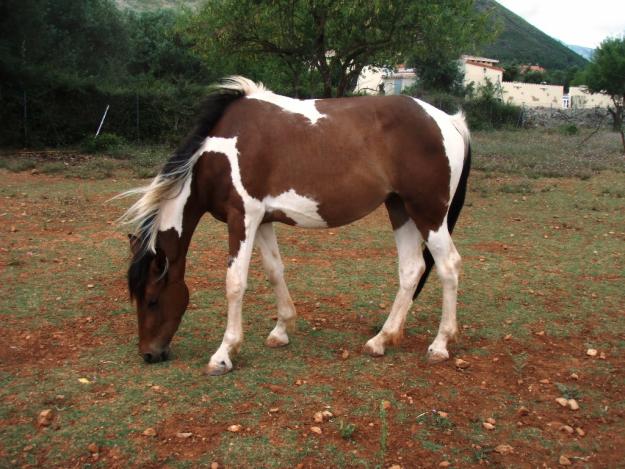 Yegua Pia 3 Años - urge vender