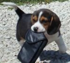 BEAGLE CACHORROS - mejor precio | unprecio.es