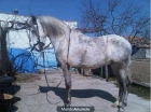 caballo luso arabe - mejor precio | unprecio.es