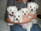 Cachorros de bichon maltes - mejor precio | unprecio.es