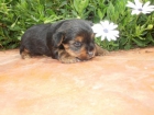 Cachorros de Yorkshire Mini, Nacionales - mejor precio | unprecio.es