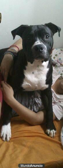 camada de american pitbull terrier