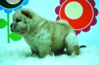 CHOW CHOW _ CACHORRITO MUY VALORADO EN EL MERCADO_ WWW.ANIMALFLOWER.COM  _Asesoramos y aconsejamos sobre cualquier duda - mejor precio | unprecio.es