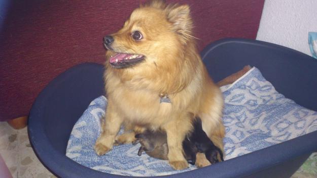 Excelente camada de pomerania