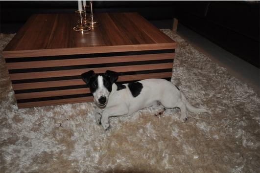 Jack Russell cachorros de 5 meses de edad