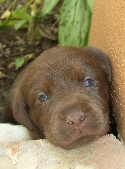 preciosos cachorros de LABRADOR CHOCOLATE  CON PEDIGREE 450EUROS