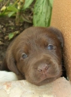 preciosos cachorros de LABRADOR CHOCOLATE CON PEDIGREE 450EUROS - mejor precio | unprecio.es