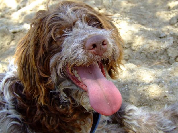 Regalo cachorro de 8 meses - Dractar