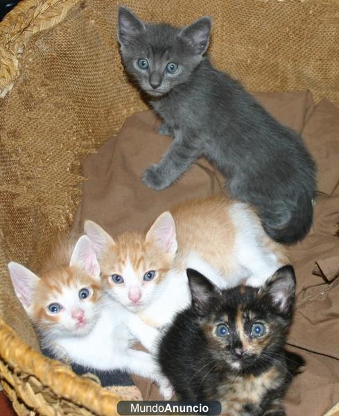 Regalo Gatitos