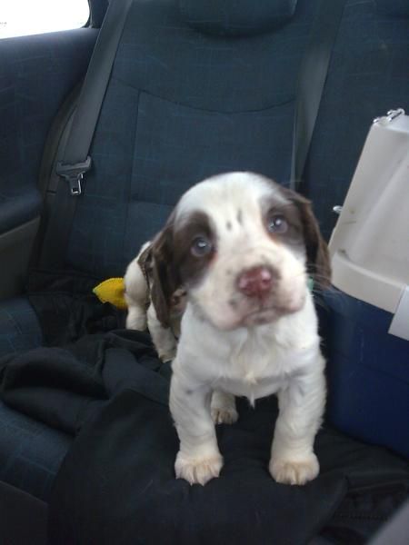 springer spaniel