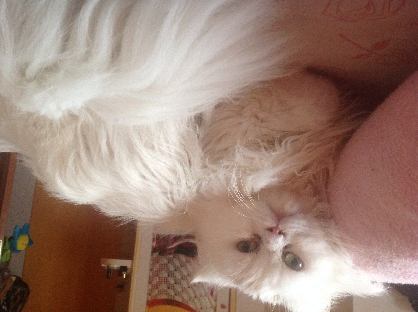 Tengo gato persa blanco para monta, ojos verdosos