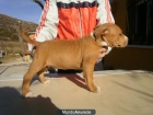 AMERICAN STAFFORDSHIRE MACHOS Y HEMBRAS - mejor precio | unprecio.es