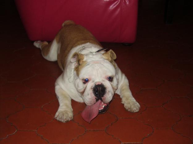 BUSCO NOVIA PARA MI GORDO BULLDOG INGLES