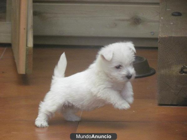 Cachorros Westie