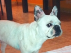 Cambio bulldog Frances - mejor precio | unprecio.es