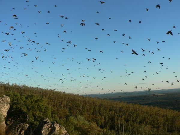 Cazar Palomas en la Sierra de San Pedro