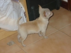 Chihuahua,macho nacido el 16.10.09,pedigree. - mejor precio | unprecio.es