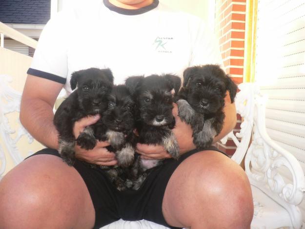 Excelente Camada de Schnauzer Miniatura Negro y Plata