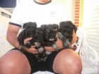 Excelente Camada de Schnauzer Miniatura Negro y Plata - mejor precio | unprecio.es