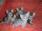 gatitos atigresados mes y medio - mejor precio | unprecio.es