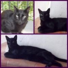 Gato blacky, precioso pantera en adopción - mejor precio | unprecio.es