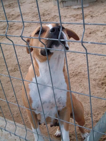 Hembra adulta american stafforshire terrier