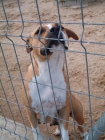 Hembra adulta american stafforshire terrier - mejor precio | unprecio.es