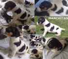 Precioso Jack Russell con Pedigree - mejor precio | unprecio.es