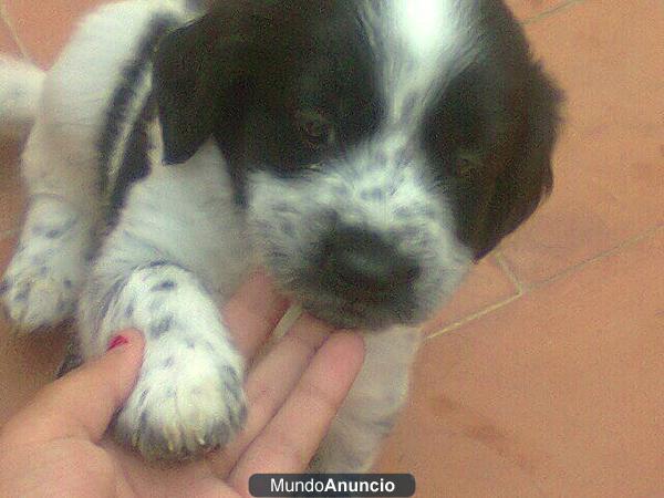 REGALO CACHORRO COCKER BLANCO Y NEGRO