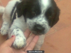 REGALO CACHORRO COCKER BLANCO Y NEGRO - mejor precio | unprecio.es