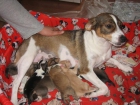 regalo cachorros - mejor precio | unprecio.es