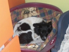 TODOS ESTOS PERRITOS NECESITAN UN HOGAR--- LES AYUDAS?? - mejor precio | unprecio.es