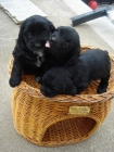 VENDO CAMADA DE COCKER SPANIEL - mejor precio | unprecio.es