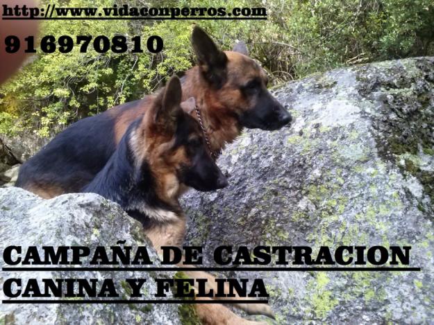 Campaña de esterilizacion de perros y gatos a precios economicos