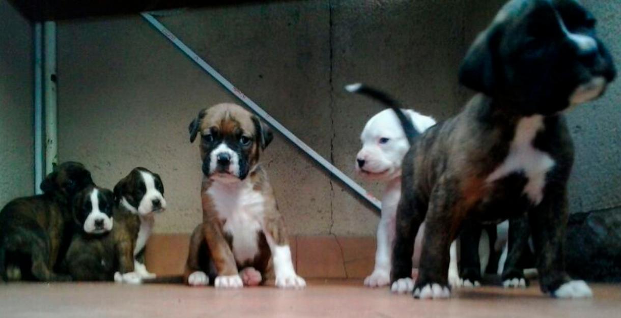 Cachorros Boxer