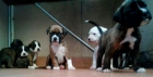 Cachorros Boxer - mejor precio | unprecio.es