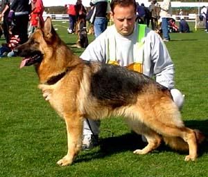 CACHORROS DE PASTORES ALEMANES: DE BELLEZA, DE TRABAJO Y PARA PARTICULARES