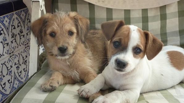 cachorros pequeños en adopcion.