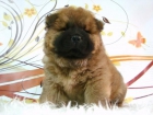 CHOW CHOW CACHORRITOS LISTOS PARA ENTREGAR - mejor precio | unprecio.es