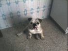 monta de bulldog ingles maxo - mejor precio | unprecio.es