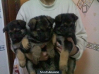 Ultimos cachorros de Pastor aleman con 2 meses - mejor precio | unprecio.es