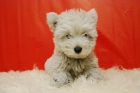 WESTY PARA ENTREGAR PRECIOSOS CACHORROS DISPONIBLES - mejor precio | unprecio.es