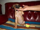 BOXER CON PEDIGREE 250 SIN 200 - mejor precio | unprecio.es