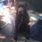busco hembra labrador retriever para montar - mejor precio | unprecio.es